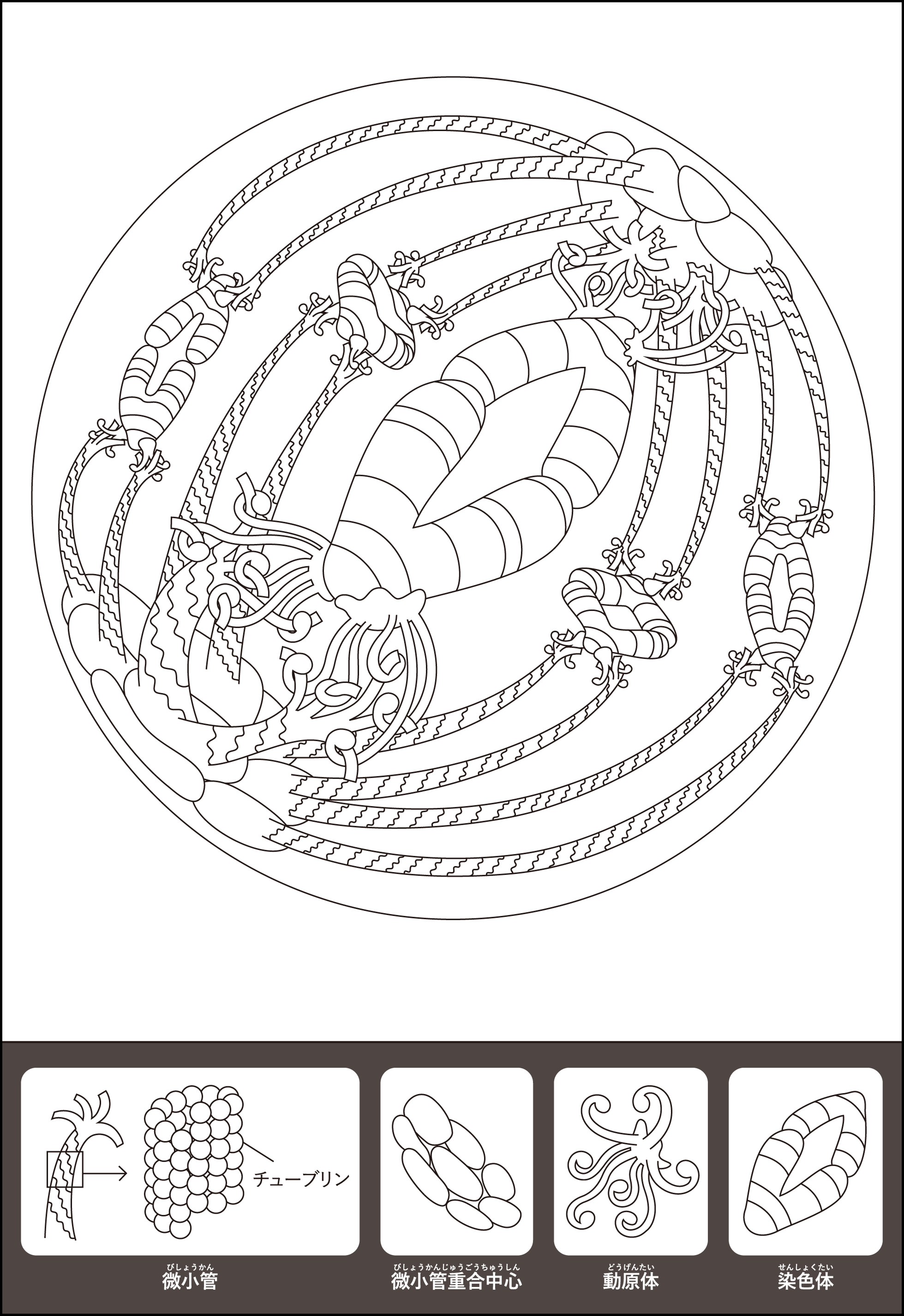 coloring_eggcell_ja.png