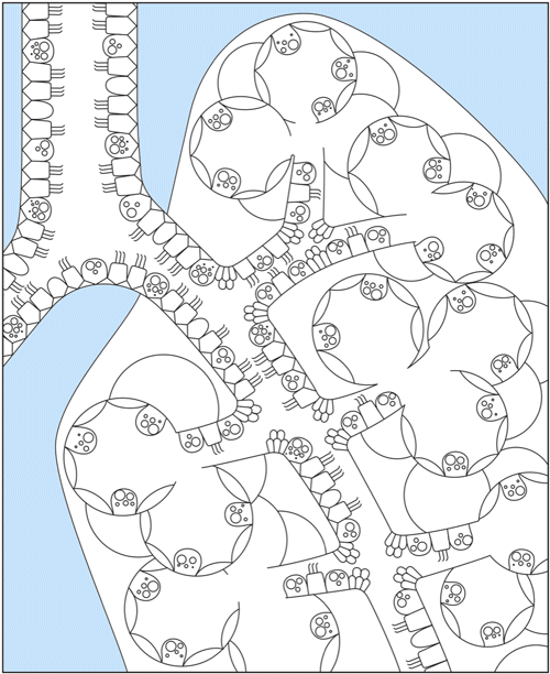 coloring_lungs.gif