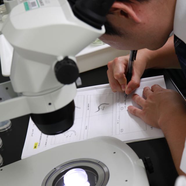 顕微鏡観察とスケッチ