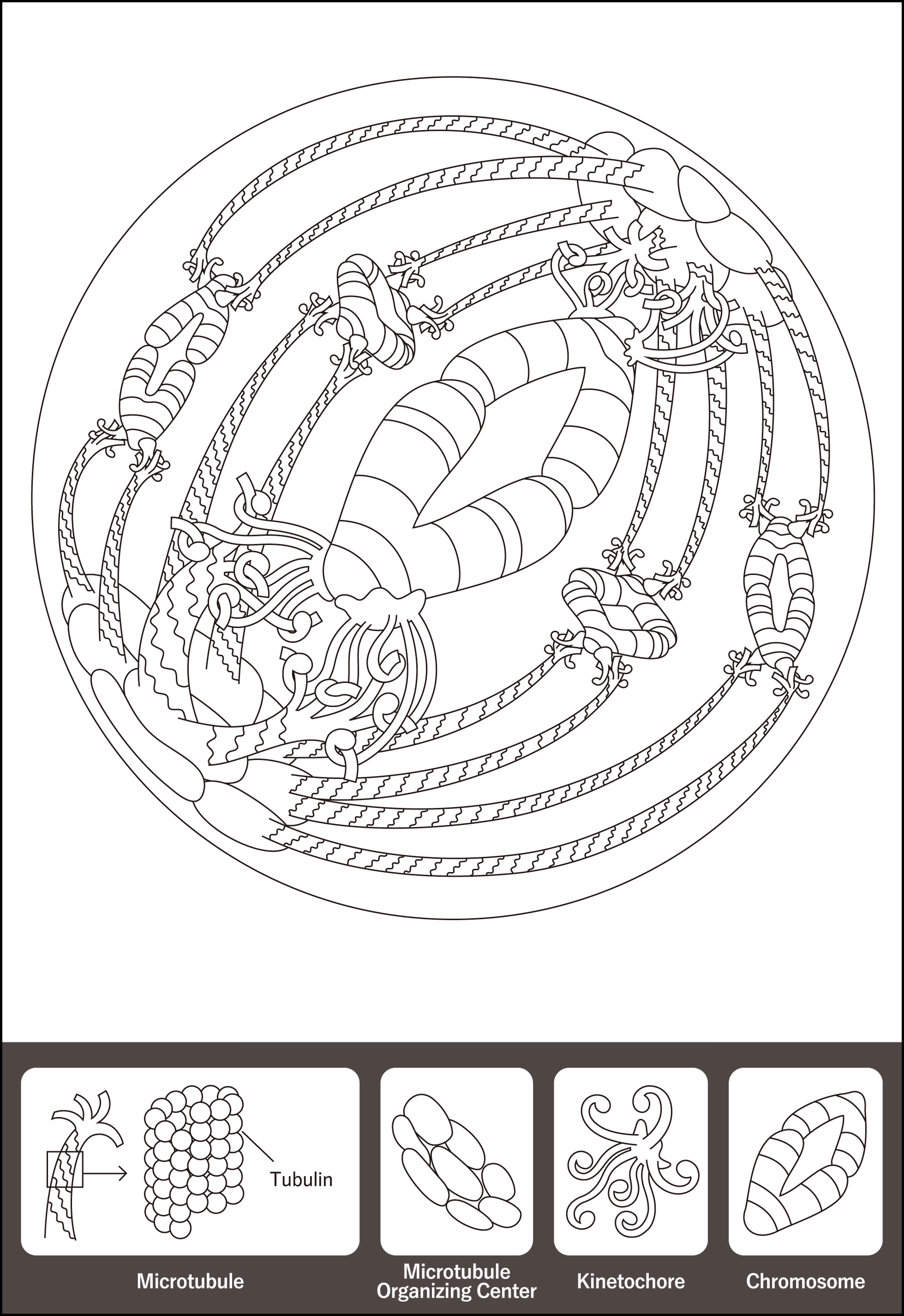 coloring_eggcell_en.png