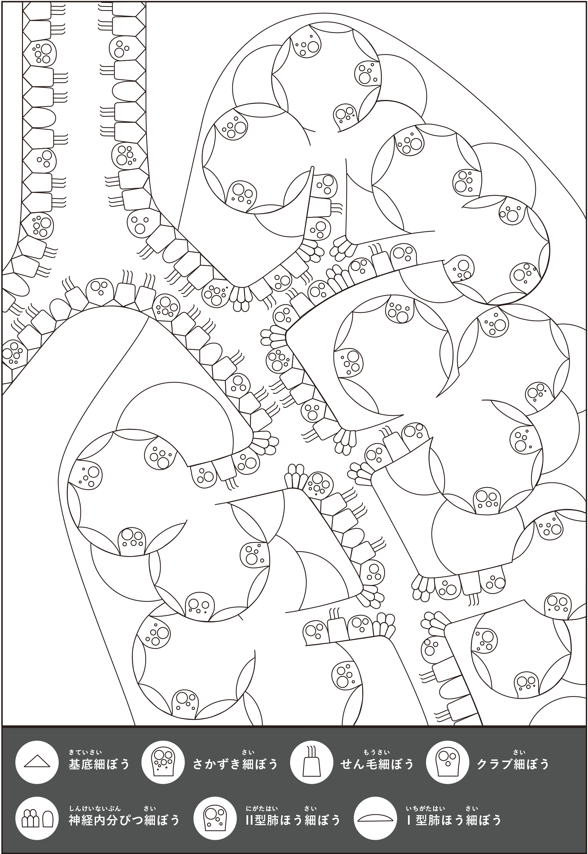 coloring_lungs_ja.png